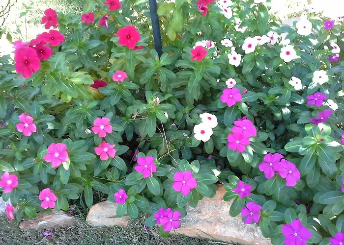 Pousada Luar Do CipoPousada